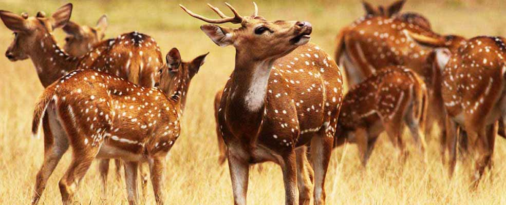 Wild Life Of Sri Lanka