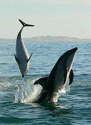 whales and dolphin watching