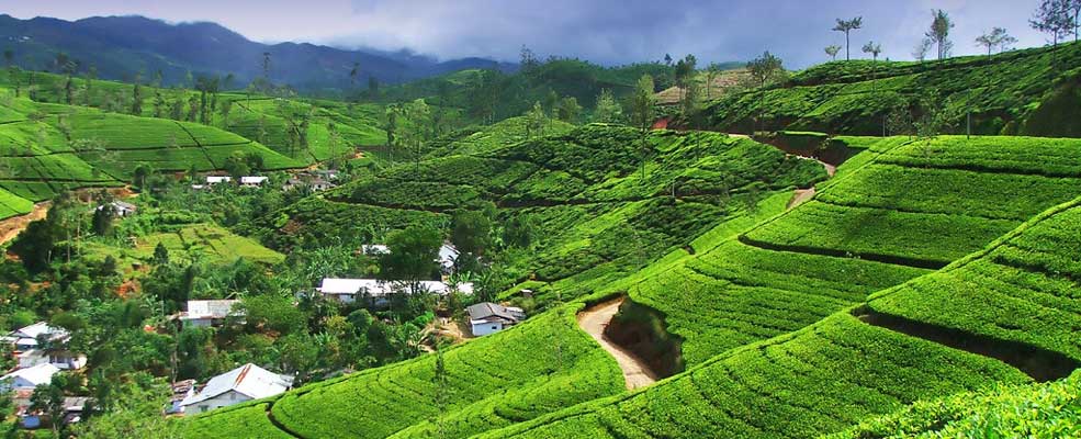 Nuwara Eliya