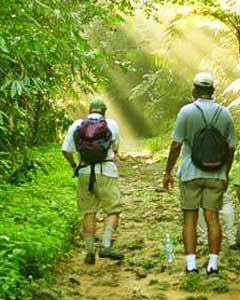 Rain Forest Exploration