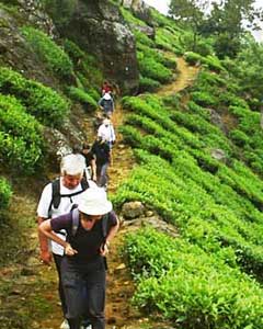 Trecking and hiking