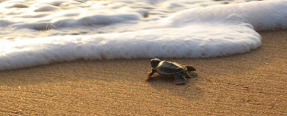 Turtle watching