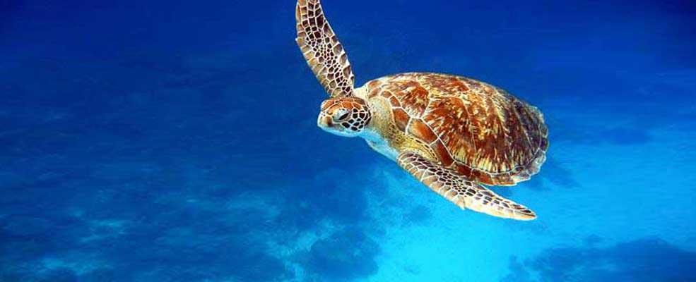 Turtle watching