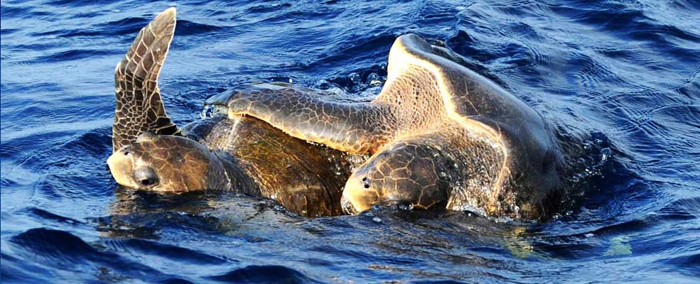 Turtle watching