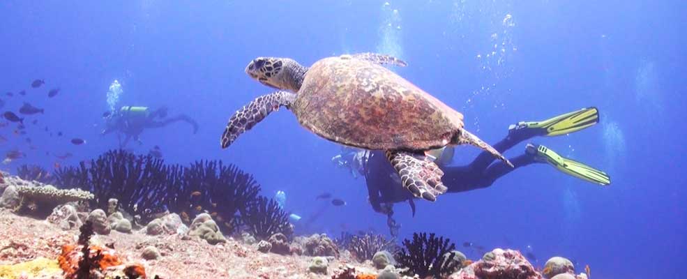Turtle watching