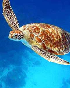 Turtle watching in Sri Lanka