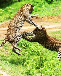 Wild life