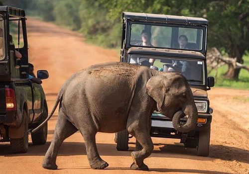 Wild Life Safari