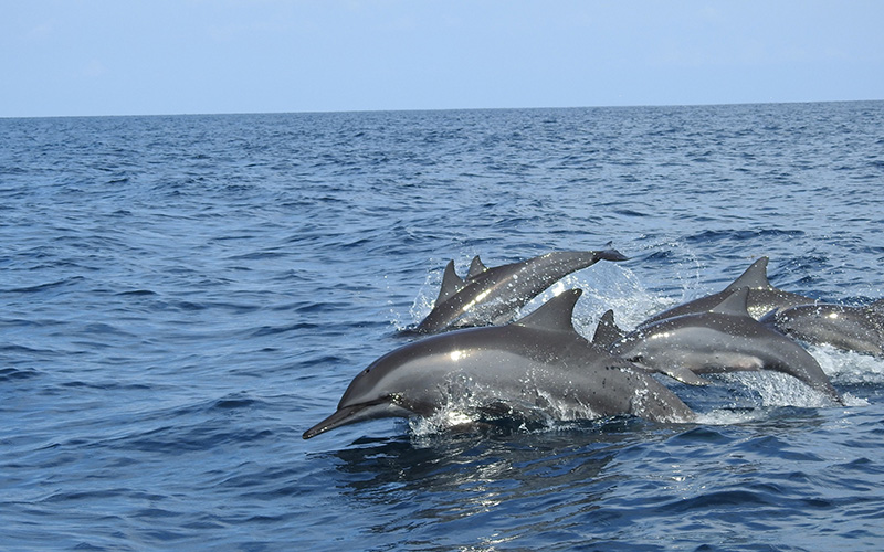 whales & dolphin watching